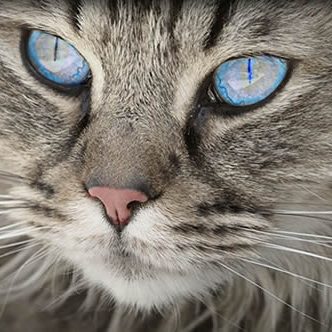 A close up of a gray cat with blue eyes in an apartment in Valley Village CA.