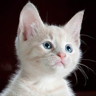 A white kitten with blue eyes is sitting on a dark background in Valley Village CA.