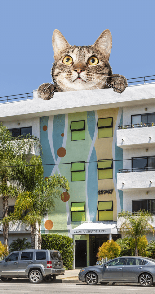 Description: A cat gracefully perched on top of a building in Valley Village, CA.