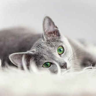 Keywords: Apartments For rent in Valley Village CA  A gray cat with green eyes comfortably rests on a white rug in one of the cozy apartments available for rent in Valley Village CA.